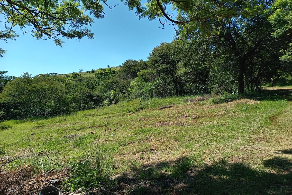 A view of a sloped, grassy residential plot featuring mature trees and natural vegetation, suitable for future development.