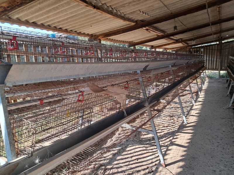 A functional poultry farming utility structure featuring rows of metal battery cages with integrated feeding and watering systems under a corrugated roof.