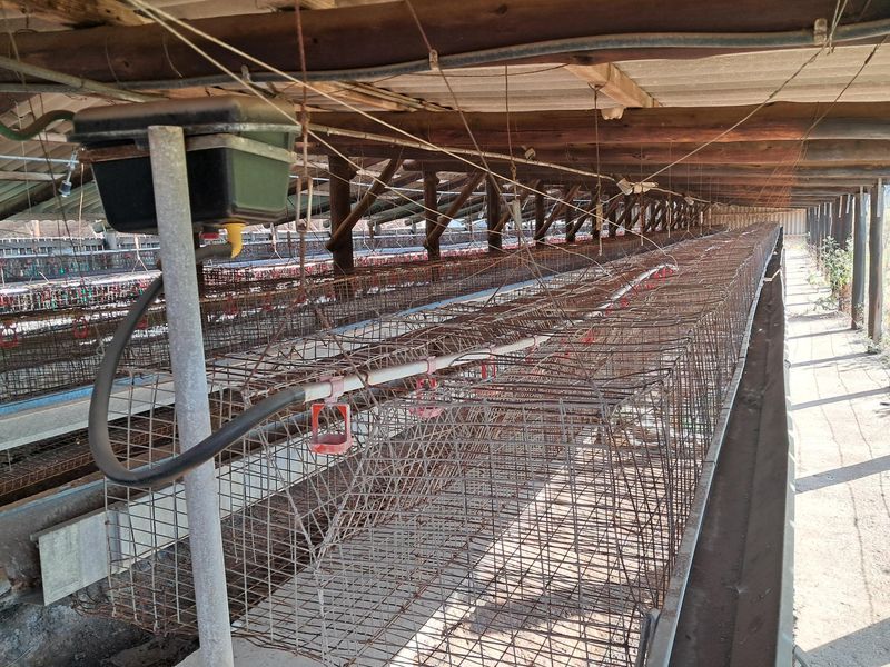 Agricultural utility space featuring rows of metal battery cages with integrated feeding and watering systems under a timber-framed roof structure.