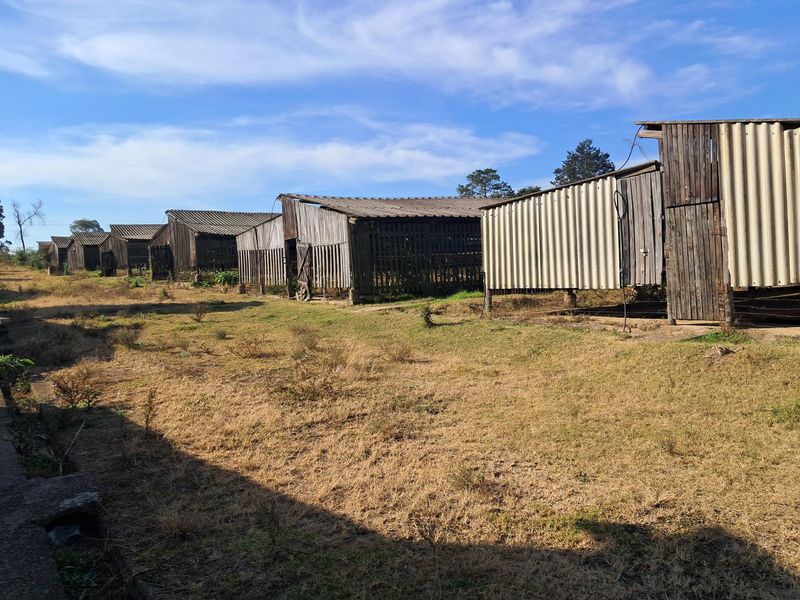 A row of weathered timber outbuildings with corrugated roofing situated on a rural small holding property.