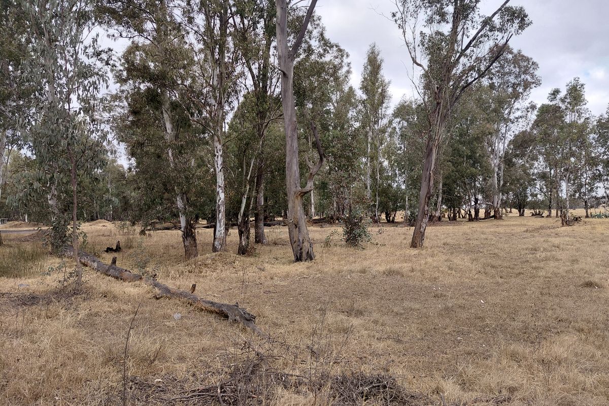 A view of a vacant residential plot featuring mature eucalyptus trees and dry grass, offering a natural setting for potential development.