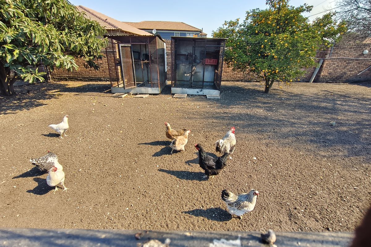 A spacious backyard area featuring a brick boundary wall, mature fruit trees, and existing metal animal enclosures on a dirt ground surface.