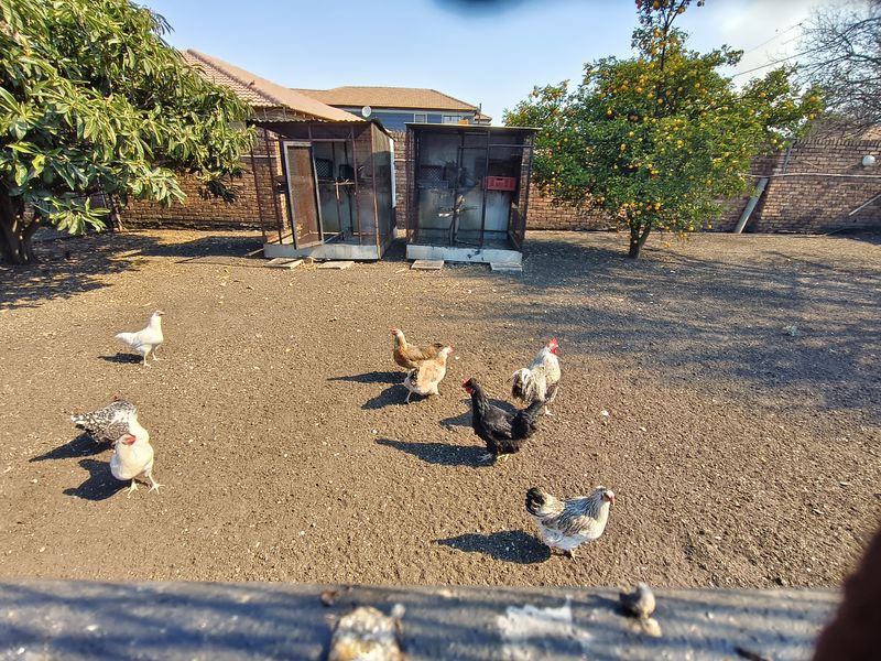 A spacious backyard area featuring a brick boundary wall, mature fruit trees, and existing metal animal enclosures on a dirt ground surface.
