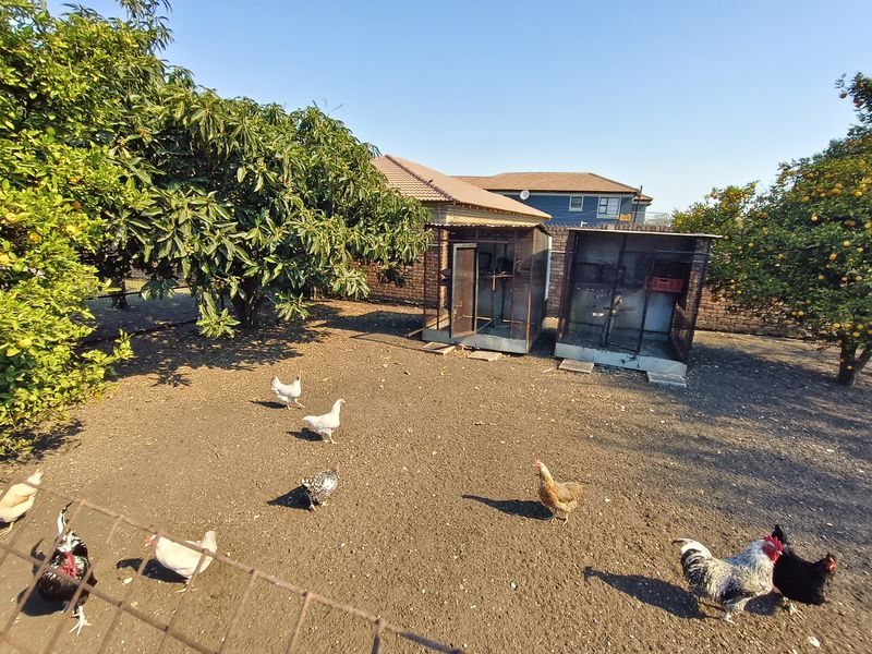 A residential garden area featuring mature fruit trees, wire fencing, and existing metal animal enclosures on the property grounds.