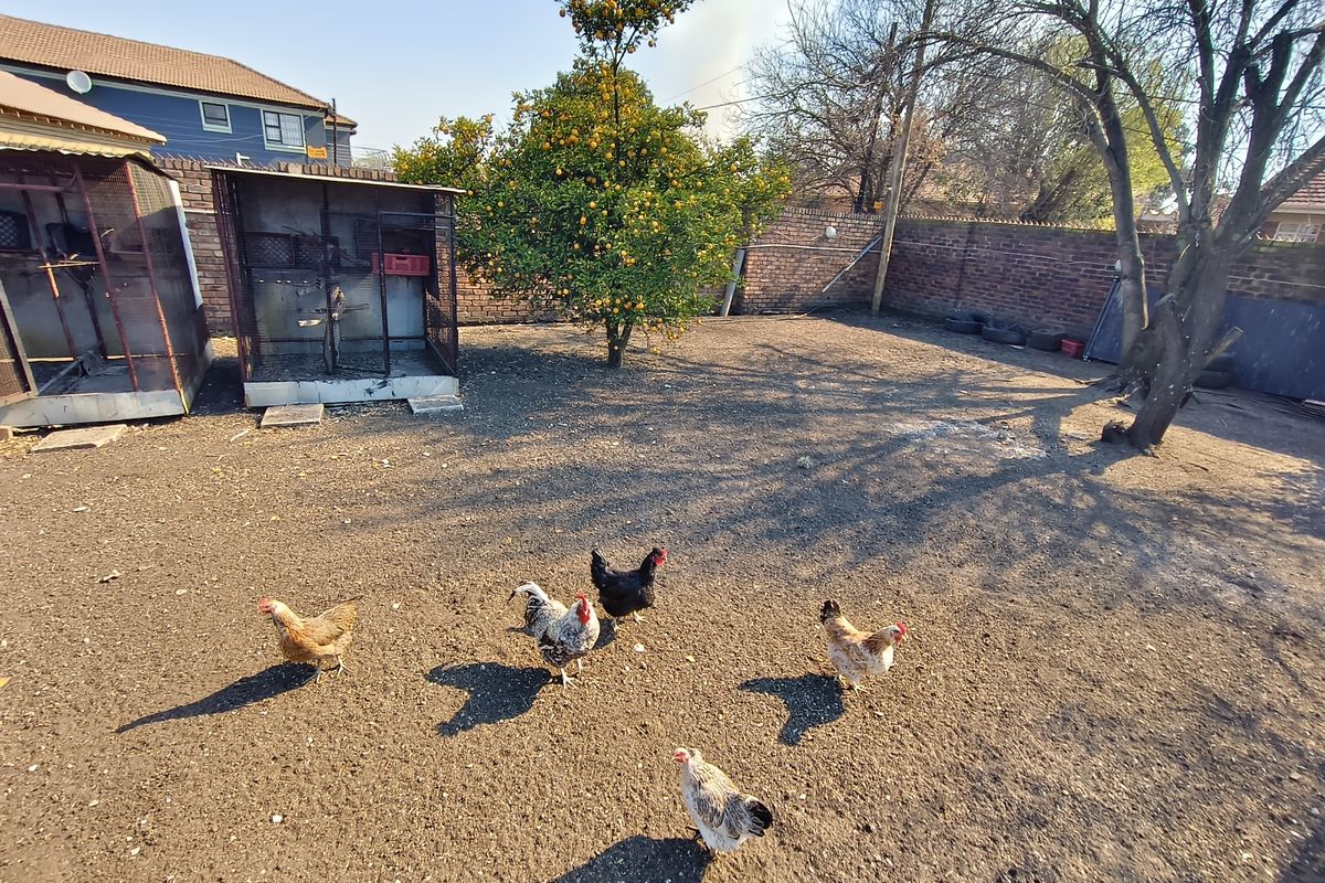 A spacious backyard area featuring a brick boundary wall, established citrus tree, and existing metal enclosures, offering potential for landscaping and garden development.