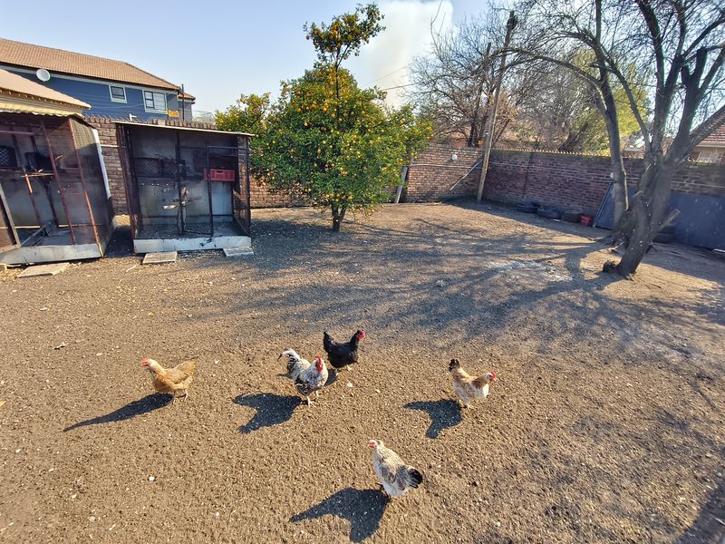 A spacious backyard area featuring a brick boundary wall, established citrus tree, and existing metal enclosures, offering potential for landscaping and garden development.