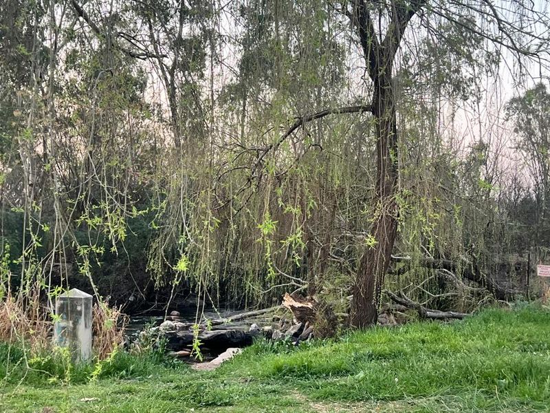 A natural garden setting featuring mature trees and a small water feature, providing a serene outdoor environment.