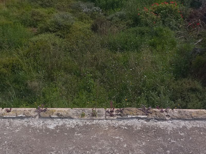 An elevated view of a vacant residential plot featuring a concrete retaining wall and overgrown natural vegetation.