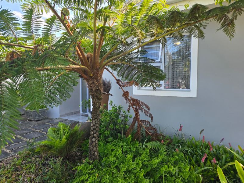 A well-maintained garden area featuring a mature tree fern, lush ground cover, and a paved walkway adjacent to the exterior wall of the house.