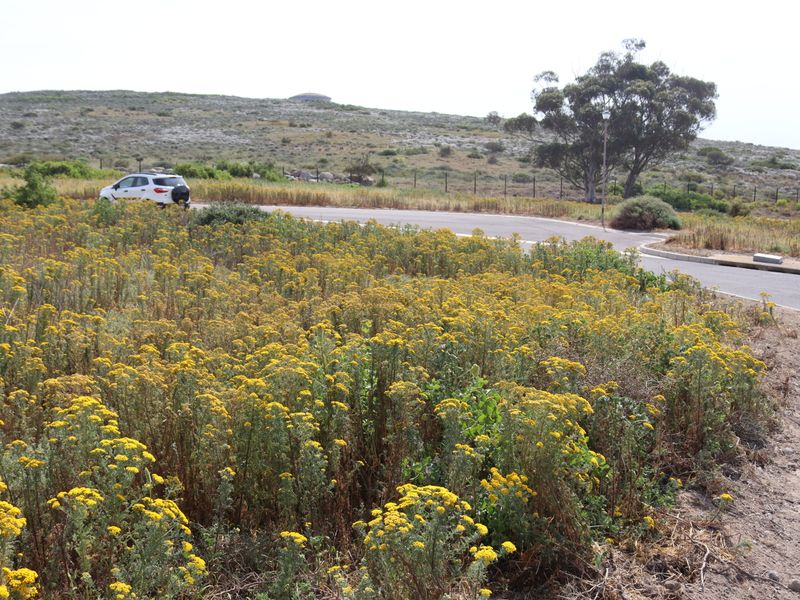 A view of a vacant residential plot featuring natural vegetation, adjacent to a paved road and perimeter fencing.