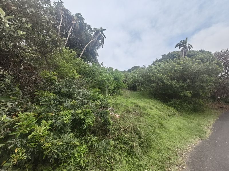 A view of a sloped, heavily vegetated vacant residential plot adjacent to an asphalt road.