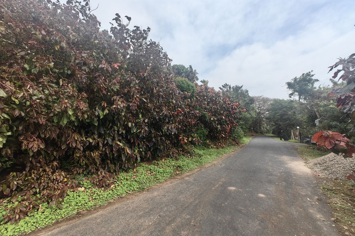 A view of the asphalt access road bordered by mature, dense foliage and landscaping.