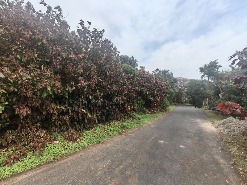 A view of the asphalt access road bordered by mature, dense foliage and landscaping.
