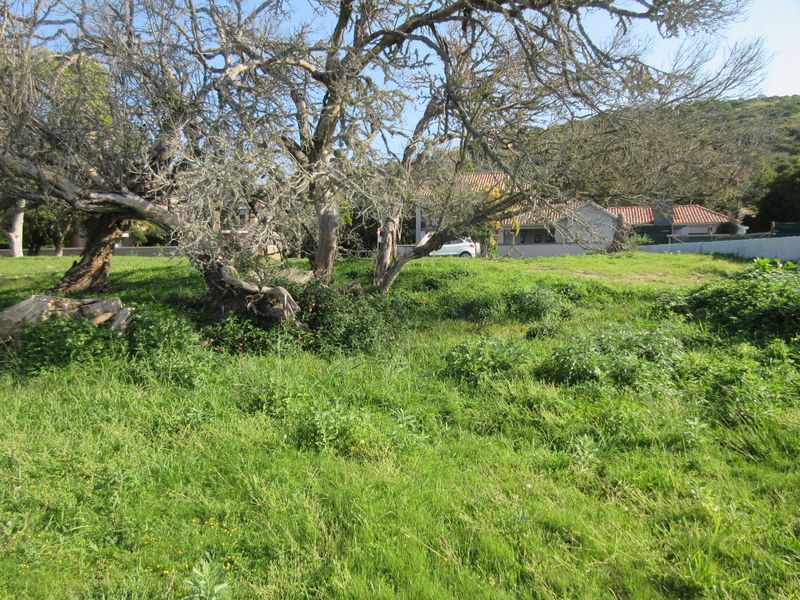 A view of a vacant residential plot featuring mature trees and natural grass cover.