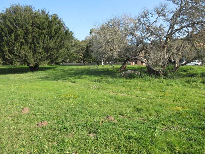 A spacious, grassy residential plot featuring mature trees and natural landscaping, offering a peaceful setting for potential development.