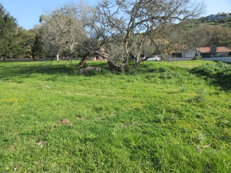 A view of a vacant residential plot featuring established trees and natural grass coverage, suitable for future development.
