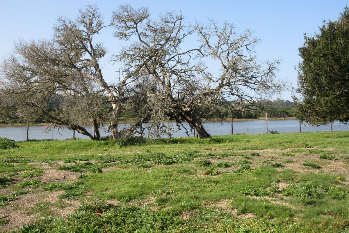 A scenic view of a waterfront area featuring mature trees and wire perimeter fencing on a grassy residential plot.