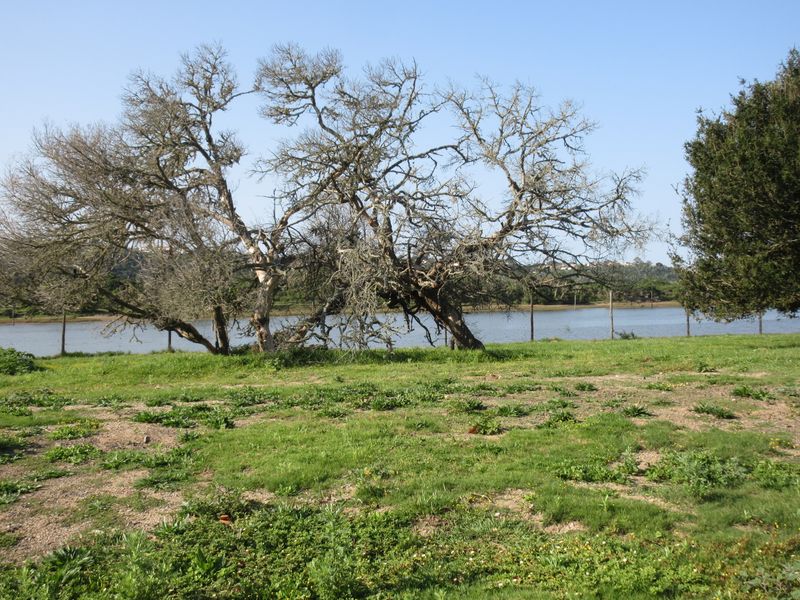 A scenic view of a waterfront area featuring mature trees and wire perimeter fencing on a grassy residential plot.