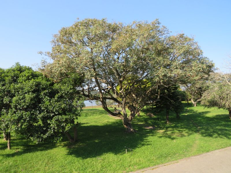 A well-maintained residential garden featuring mature trees, lush green lawn, and a paved walkway, offering a peaceful outdoor setting.