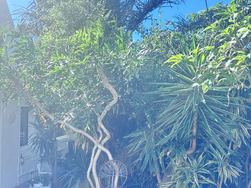 A lush, well-established garden area featuring mature trees and paved pathways adjacent to the side of the house.