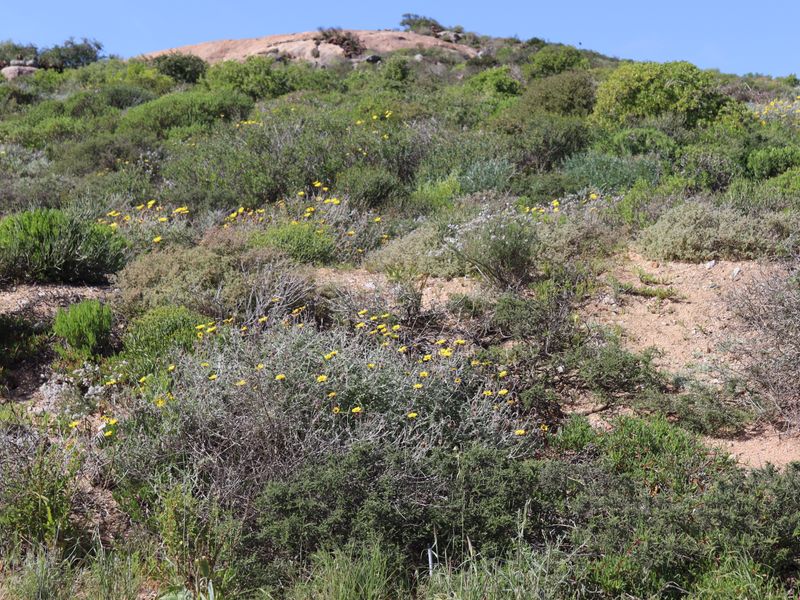 A view of the natural, sloped landscape featuring indigenous shrubs and wildflowers on the vacant residential property.
