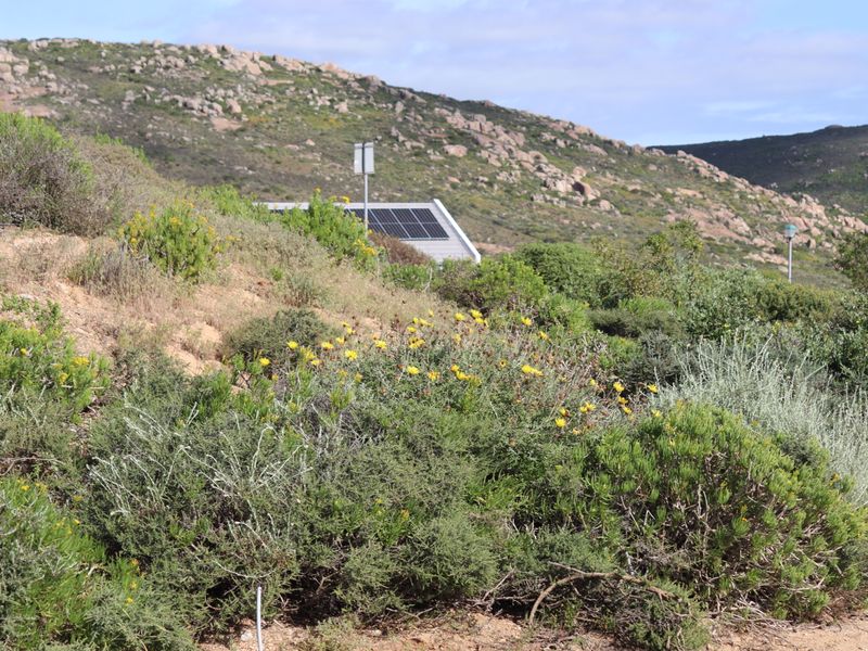A view of a natural, vegetated landscape featuring native shrubs and wildflowers with solar panels visible in the background.