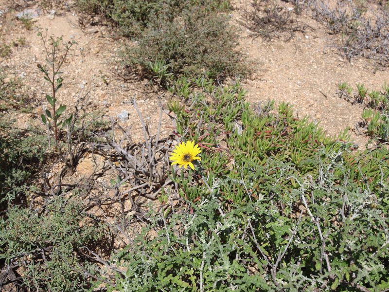 A close-up view of natural vegetation and wildflowers on the vacant residential land.