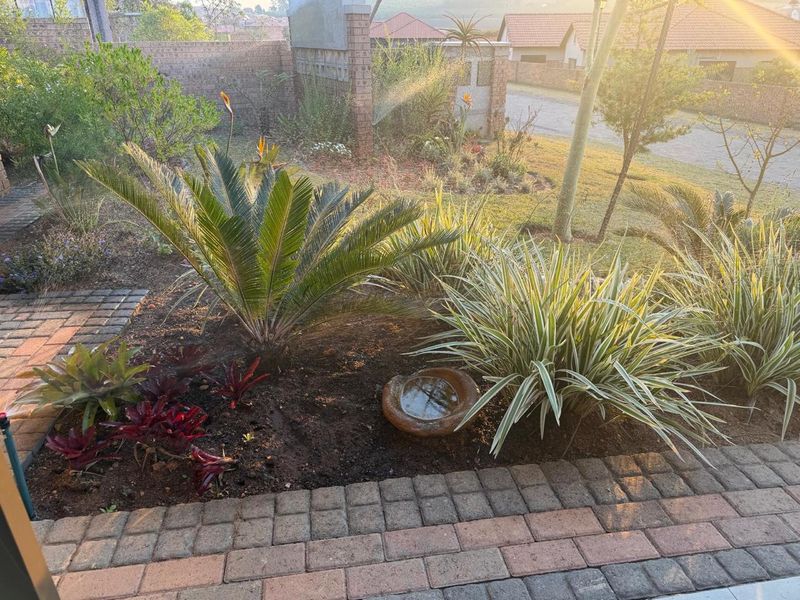 A landscaped garden area featuring established cycads and ornamental grasses, bordered by a paved walkway and brick boundary wall.