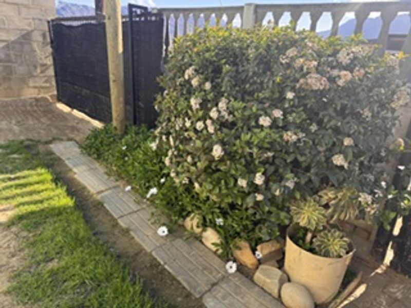 A residential garden area featuring a flowering shrub, paved walkway, and a concrete balustrade boundary.