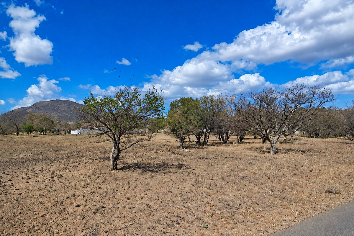 A view of a vacant residential plot featuring dry terrain, mature trees, and direct access to an adjacent asphalt road.