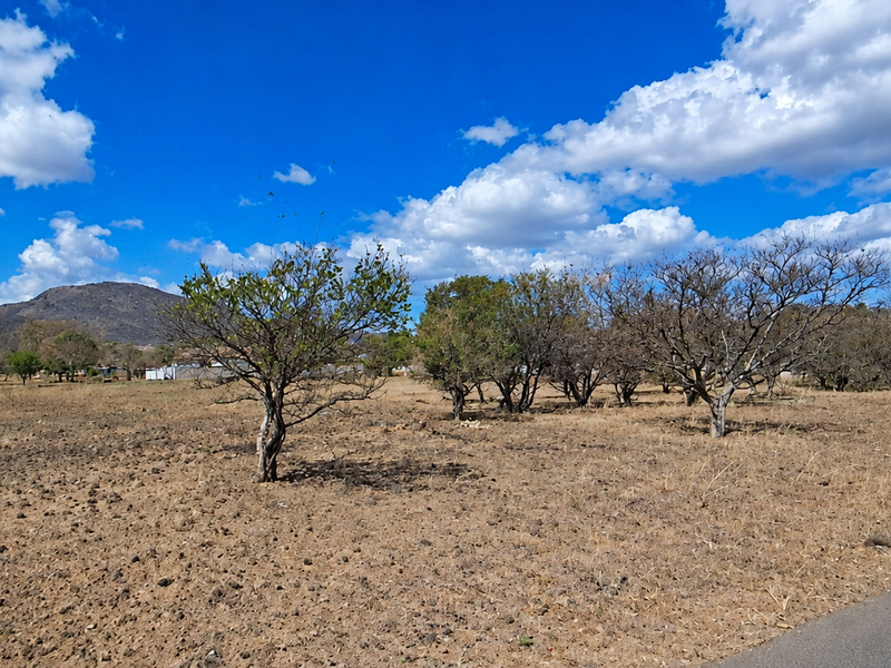 A view of a vacant residential plot featuring dry terrain, mature trees, and direct access to an adjacent asphalt road.