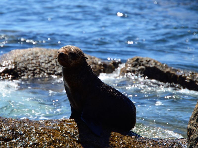 A photograph of a seal on rocks by the ocean, which is not relevant to the property's residential land features.