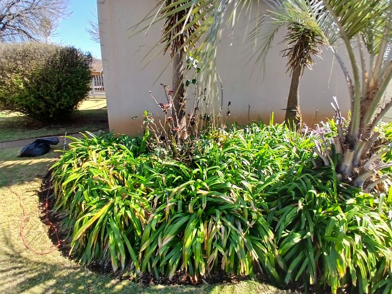 A residential garden area featuring established palm trees and landscaped garden beds against a plain exterior wall.