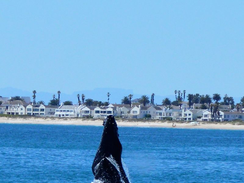 A scenic coastal view featuring a whale breaching in the ocean with residential properties visible along the distant shoreline.
