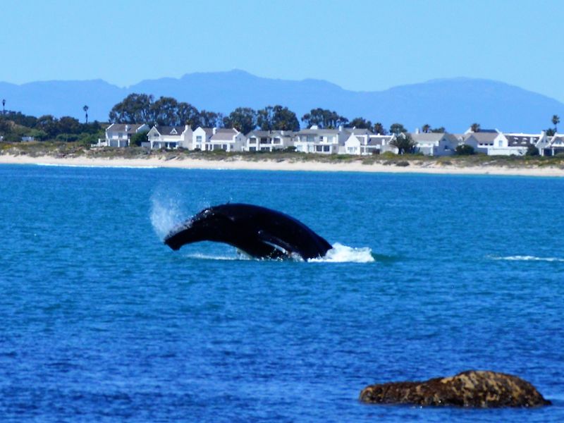A scenic coastal view featuring a whale breaching in the ocean with a residential coastline in the background.