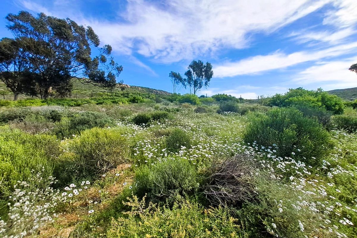 A scenic view of a vacant residential plot featuring natural fynbos vegetation, mature trees, and a gentle slope under a clear blue sky.