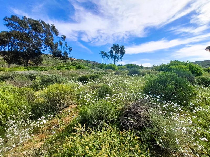 A scenic view of a vacant residential plot featuring natural fynbos vegetation, mature trees, and a gentle slope under a clear blue sky.