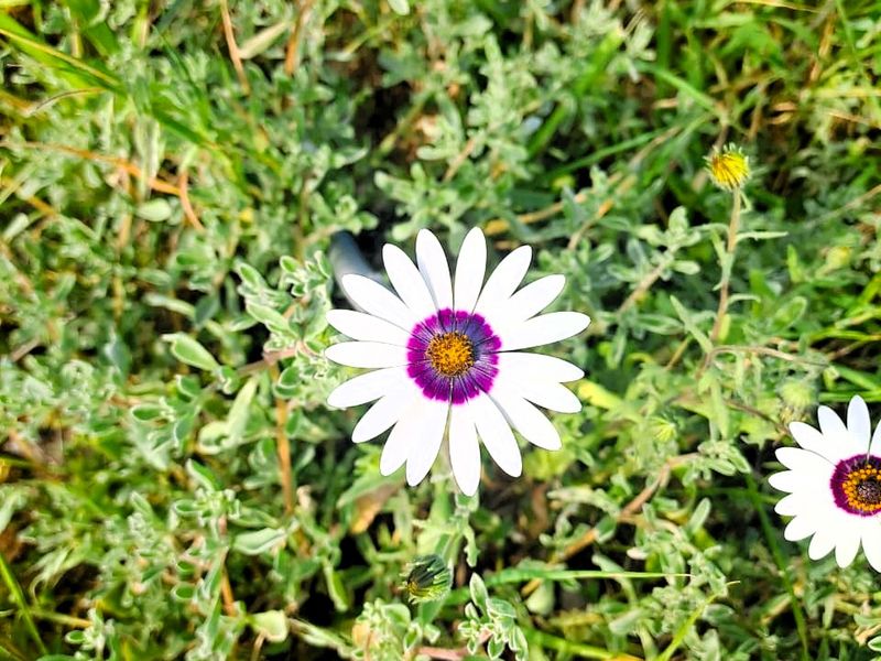 A close-up view of white and purple daisies growing in a natural grass field on the residential property.