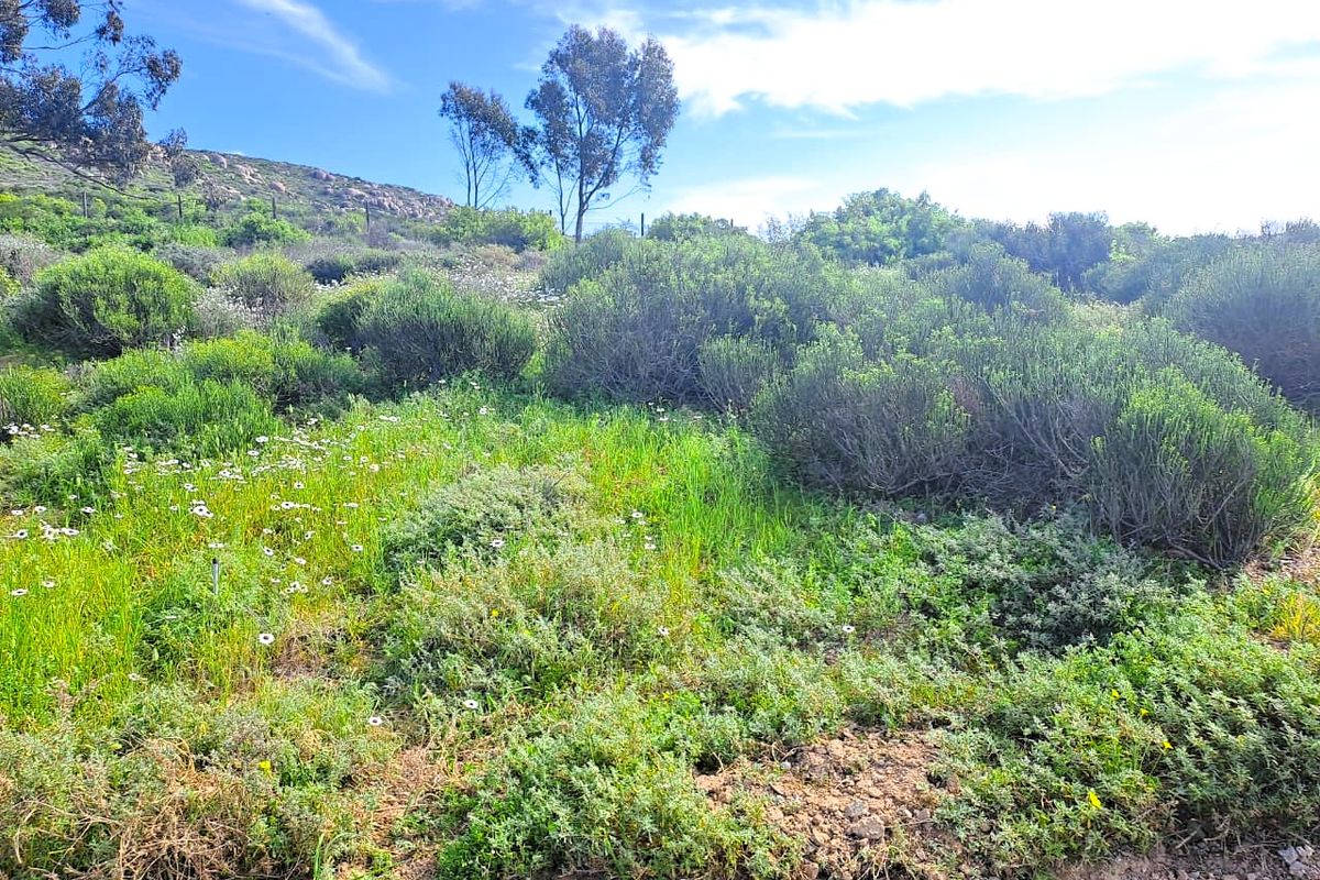 A view of the natural, undeveloped sloped land featuring native shrubs and wildflowers under a clear blue sky.