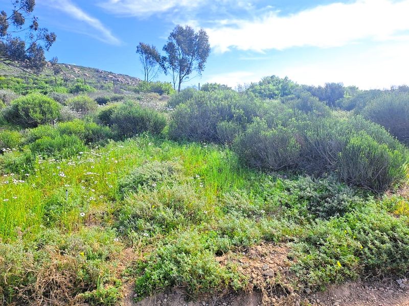 A view of the natural, undeveloped sloped land featuring native shrubs and wildflowers under a clear blue sky.