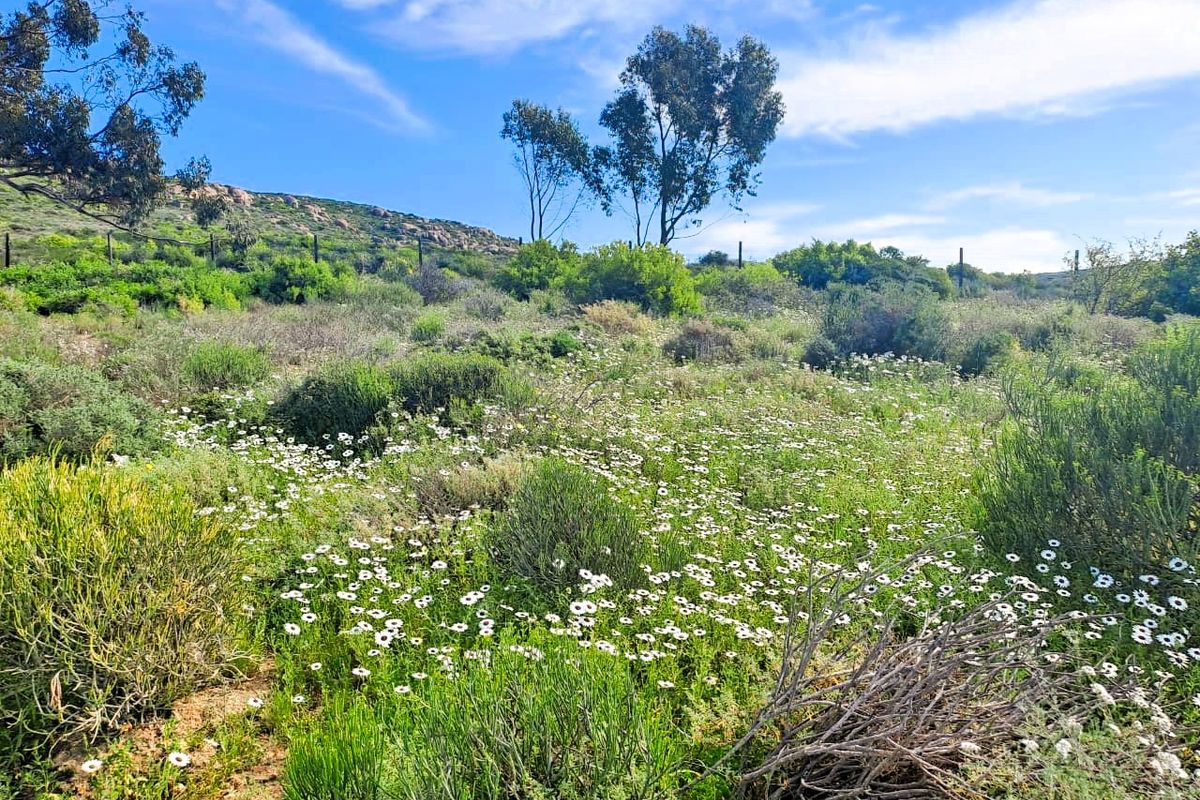 A view of a vacant residential plot featuring natural vegetation, wildflowers, and established trees under a clear blue sky.