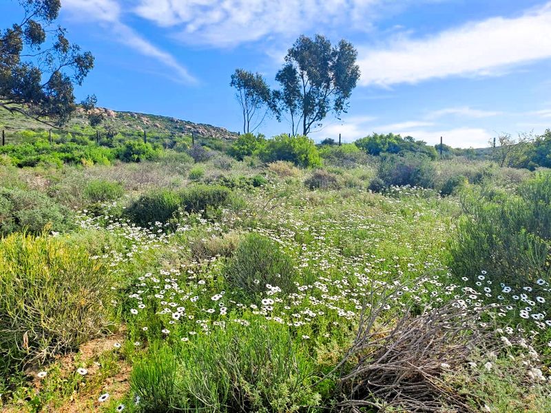A view of a vacant residential plot featuring natural vegetation, wildflowers, and established trees under a clear blue sky.