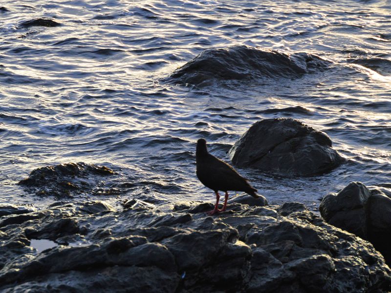 A close-up view of a bird standing on rocks by the water, capturing the natural coastal environment.