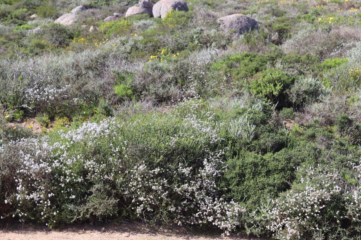 A view of the natural landscape featuring indigenous shrubs, flowering plants, and scattered rock formations on the vacant residential land.