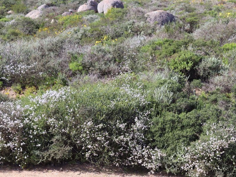 A view of the natural landscape featuring indigenous shrubs, flowering plants, and scattered rock formations on the vacant residential land.