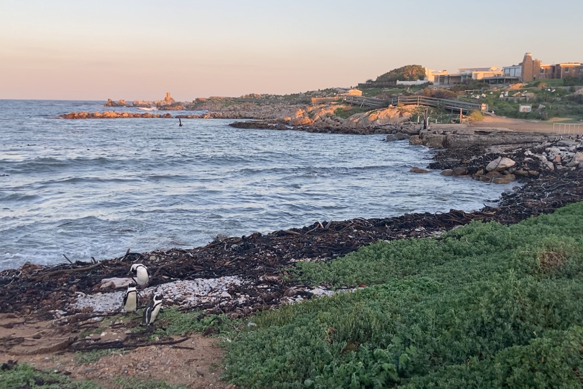 A scenic coastal view featuring a rocky shoreline, ocean waves, and natural vegetation, showcasing the property's proximity to the sea.