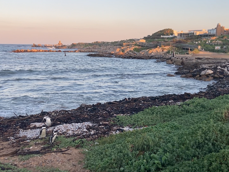 A scenic coastal view featuring a rocky shoreline, ocean waves, and natural vegetation, showcasing the property's proximity to the sea.
