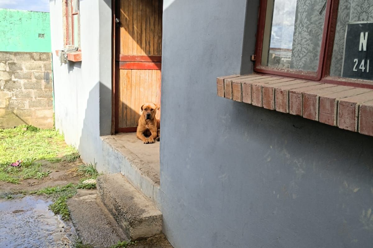 A view of the rear exterior of the house featuring a timber door, concrete step, and brick window sill detail.