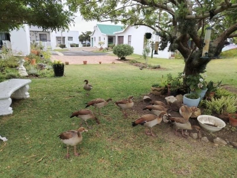 A spacious residential garden featuring a well-maintained lawn, mature trees, and a stone bench, with a paved driveway visible in the background.