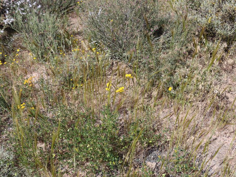 A close-up view of natural vegetation and wildflowers on the vacant residential land.
